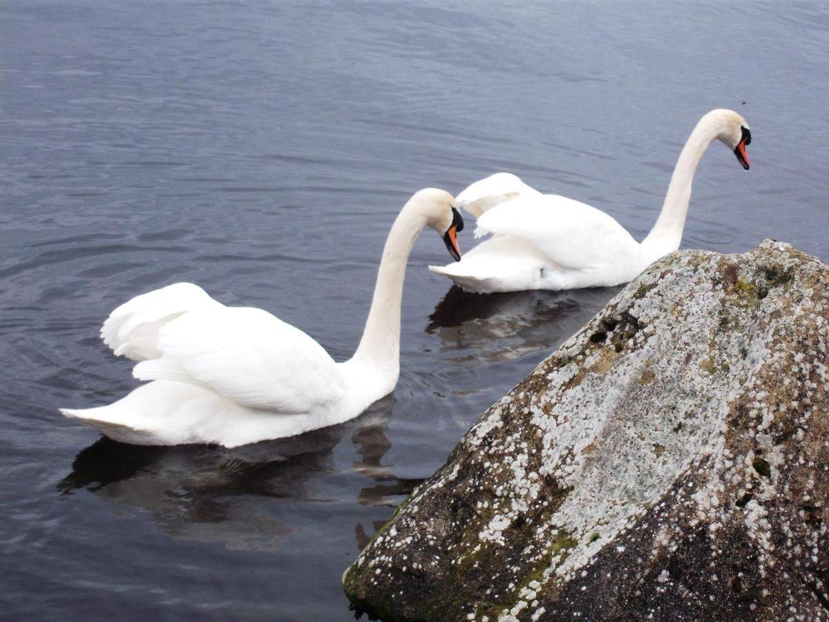 Фото  Maryville Bed and Breakfast Нина 14